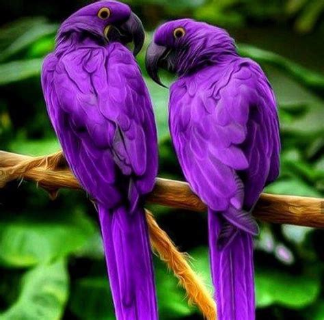 Фото Фиолетовых Животных Telegraph