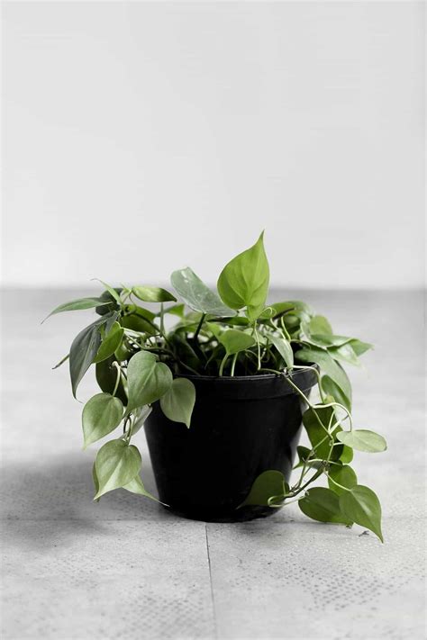 How to care for philodendron plants: CARE: Heartleaf Philodendron - Tierra Plants