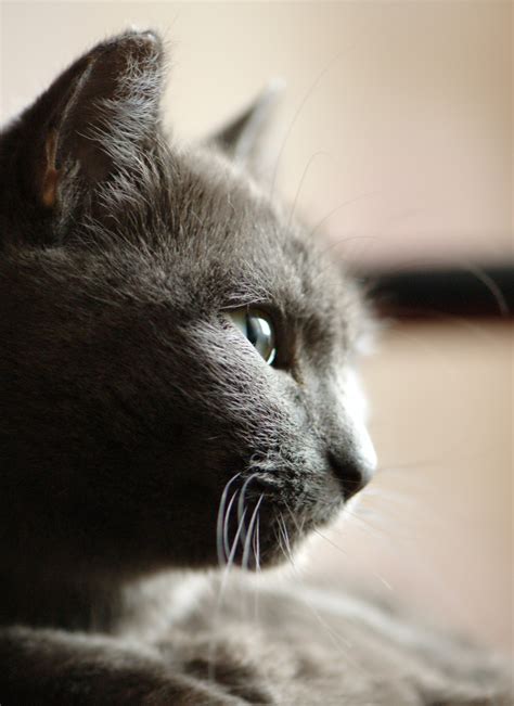 Free Images Profile Portrait Kitten Black Monochrome Fauna