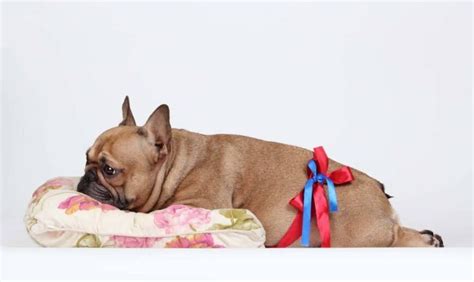 Can French Bulldogs Give Birth Naturally Whelping Process Dog