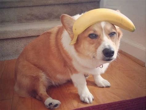 Even the 'how' was long a subject of debate. Can Dogs Eat Bananas? Health Benefits, Side Effects & Tips