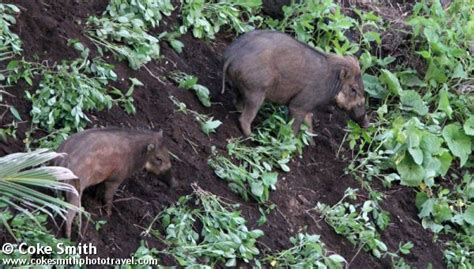 sulawesi warty pig sus celebensis quick facts