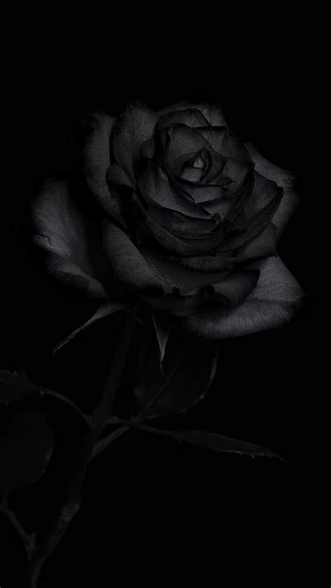 Black Rose Wallpaper Ixpap Black Roses Wallpaper Black Flowers