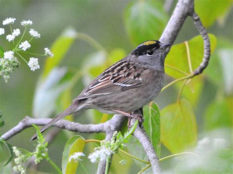 Golden Crowned Sparrow Zonotrichia Atricapilla Southland Flickr