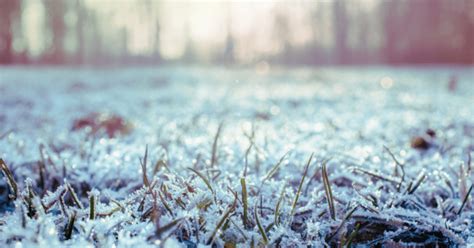 Maintaining A Healthy Lawn In The Winter Stafford Best Lawn Care Services