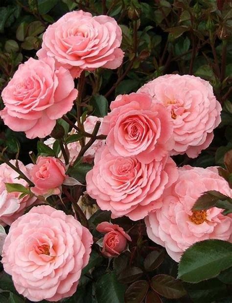 Pink Roses ♥ Floribunda Roses Rose Flower Beautiful Flowers