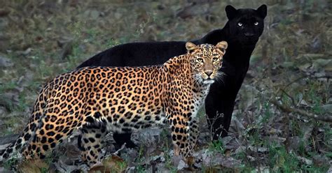 It is just a genetic variation of the common leopard. Leopard and Black Panther Couple Caught on Film After 6 ...