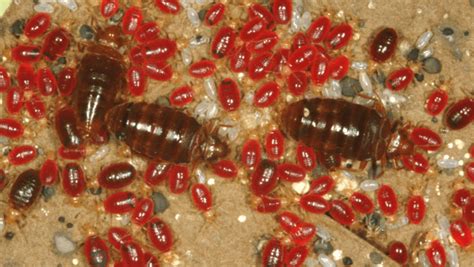 Key Bed Bug Statistics 9 Credible Facts About Bed Bugs