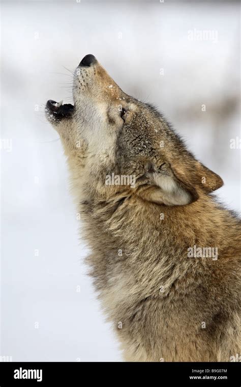 Eastern Timber Wolf Canis Lupus Lycaon Close Up Howling Canis Lupus