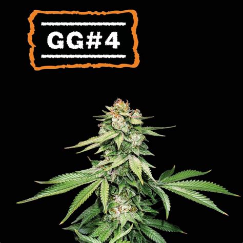 Buy Gg4 Auto Seeds⛰️ Seedstockers Oficial Usa