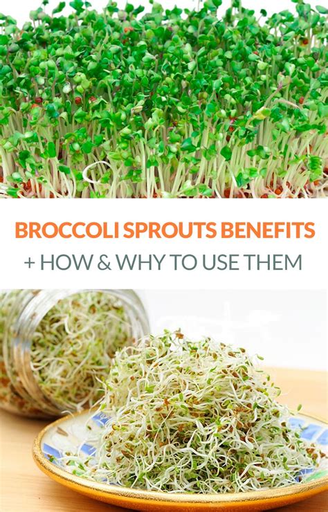 Broccoli Sprouts Benefits How To Grow Them And Uses In The Kitchen