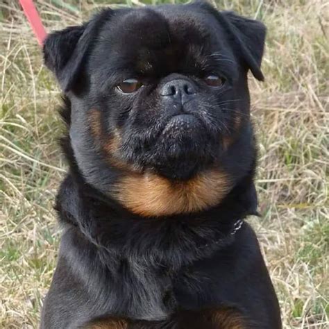 What Is A Rottweiler Mixed With