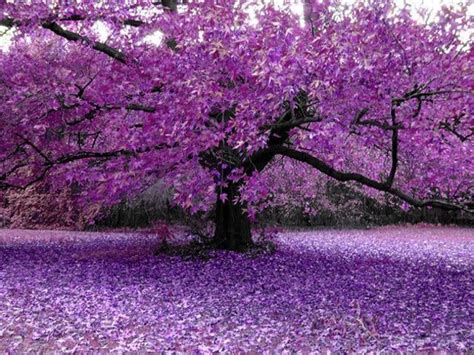 Purple Trees Purple Tree Wallpapers Htc Salsa