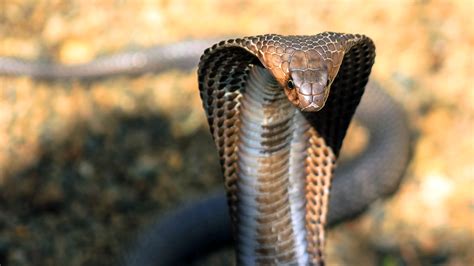 King Cobra