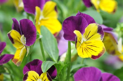 You are happy and quiet at times. 10 Flowers to Plant Right Now - Networx