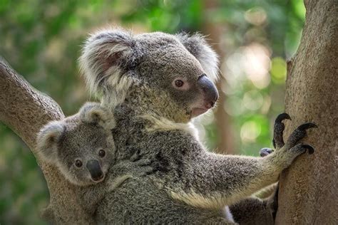 35 Interesting Facts About Koala Bear Koala Bear Baby