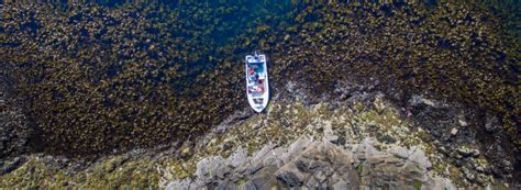 Træna rorbuferie ligger ca 2,5 km fra. Tang og tare på Træna i midnattssol | Norges sopp- og ...