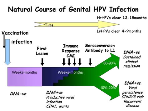 Mechanisms Of Hpv Infection In Women Genital Tract Download