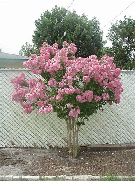 They can all grow more than. PlantFiles Pictures: Lagerstroemia Species, Crape Myrtle ...
