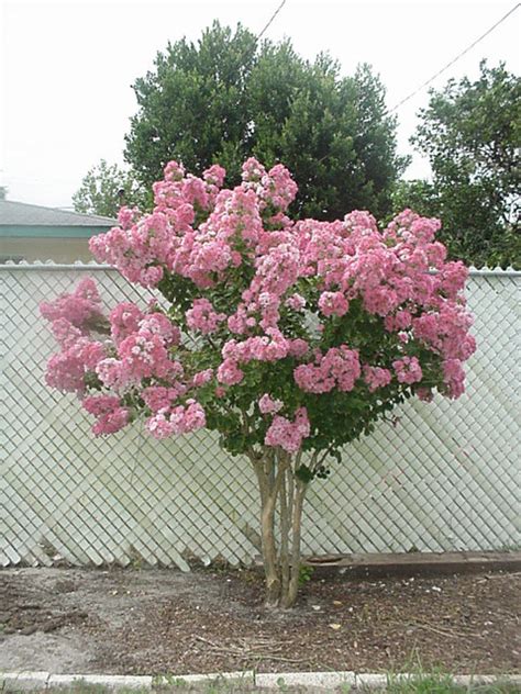 May 22, 2018 · 8. PlantFiles Pictures: Lagerstroemia Species, Crape Myrtle ...