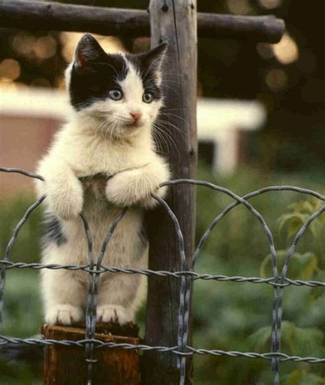 Cute Kitten Standing Up Pictures Photos And Images For