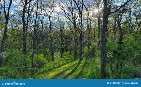 Sunlight Filters Through Budding Trees In Blue Mounds State Park Along