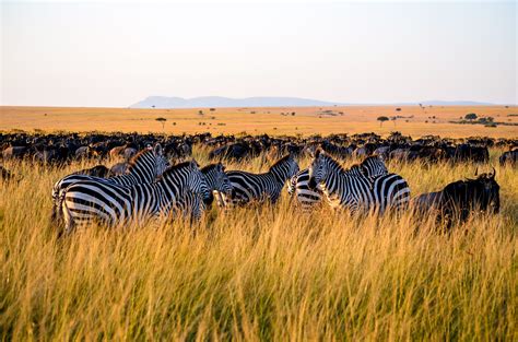 Free Photo Zebra Eating Grass Africa Summer Plain Free Download
