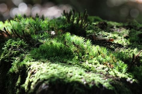 Moss Nature Forest Tree Free Photo On Pixabay Pixabay