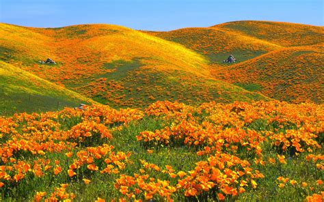 Free Download Download California Poppy Field Wallpaper 1680x1050 For