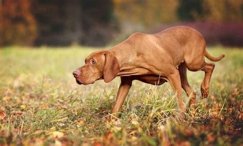 Hungarian Vizsla Information And Dog Breed Facts Pets Feed