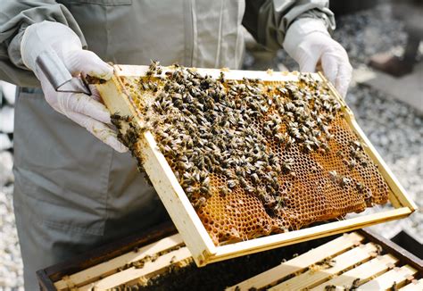 A Beginners Guide To Beekeeping