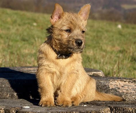 It is a pert, independent, amusing. Norwich Terrier | Dog Breed Info: Pictures, Personality ...