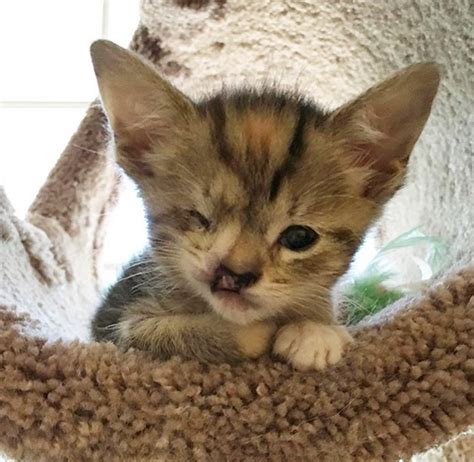 Meet The Adorable Kitten Who Was Born With One Eye And Missing Part Of
