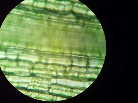 Check spelling or type a new query. Hydrilla plant cells seen under a microscope : Biological ...