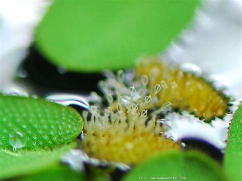 Salvinia natans has a very recognizable appearance when it comes to identifying the plant. Salvinia natans en plante de surface : expérience