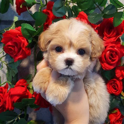 Puppies For Sale On Craigslist In Michigan