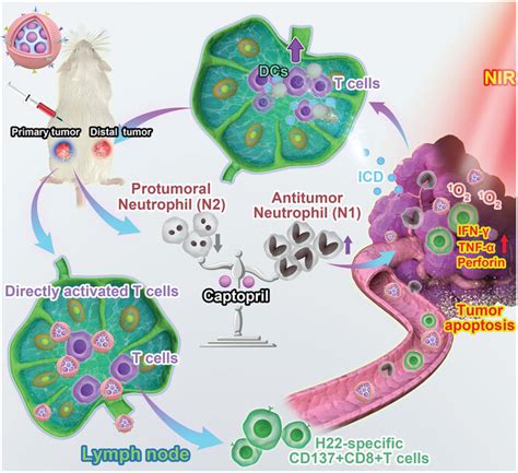 Remodeling TumorAssociated Neutrophils To Enhance Dendritic CellBased