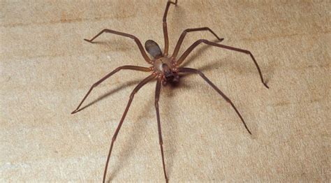 How To Get Rid Of Brown Recluse Spiders In Your House