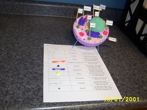 I teach 7th grade biology and we have a huge unit on cells. 3d cell model animal cell | ... Spotlight:The 7th Grade ...