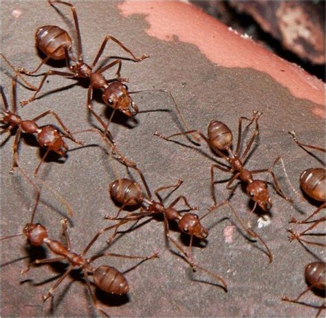 Zur ameisenbekämpfung gibt es verschiedene mittel und möglichkeiten! Emejing Was Tun Gegen Ameisen In Der Küche Gallery Amazing ...