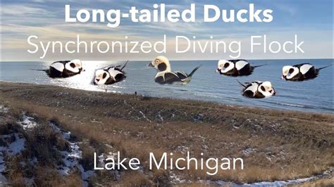 Long Tailed Duck Synchronized Diving Flock On Lake Michigan Youtube