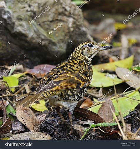 Beautiful Scaly Bird Scaly Thrush Zoothera Stock Photo 135014840