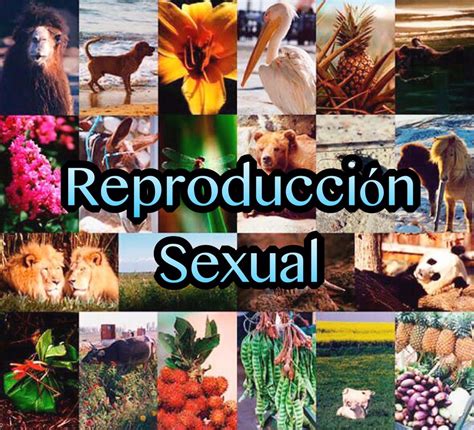 Lista 91 Foto Cuadro Comparativo De La Reproduccion Asexual Y Sexsual
