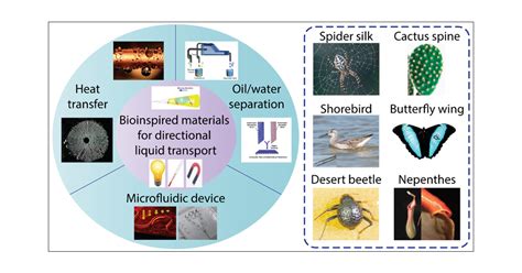 Bioinspired Smart Materials For Directional Liquid Transport Industrial And Engineering