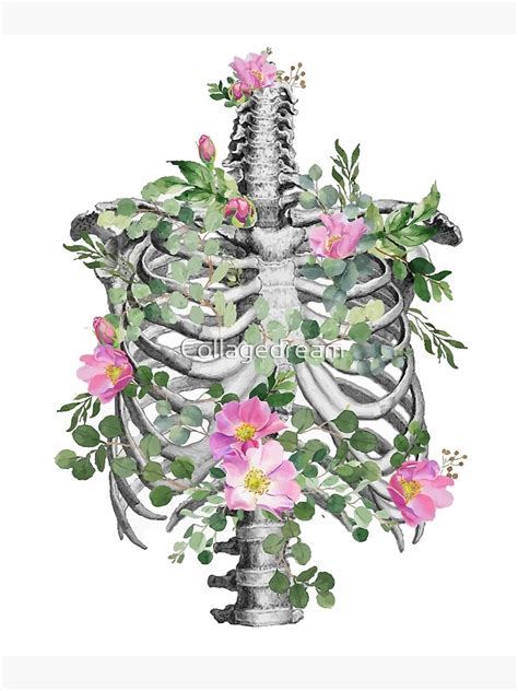 Anatomy Ribcage Rib Cage Skeleton Pink Roses Poster By Collagedream Redbubble