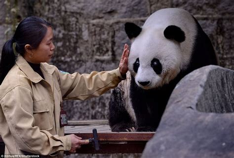 Bye Bye Basi Worlds Oldest Captive Panda Dies Panda Day Panda Bear