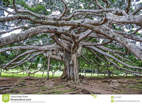 Der garten grenzt an das hakgala strict nature reserve. Botanical Garden of Peradeniya, Kandy | Botanical gardens ...