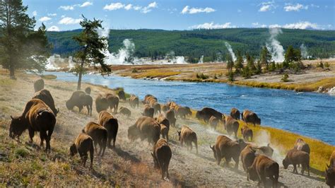 Yellowstone National Park Hotels Compare Hotels In Yellowstone