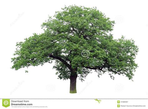 Oak Tree Stock Photo Image 41680397