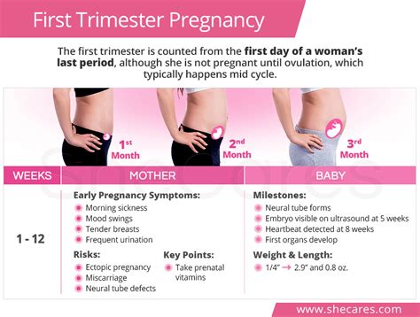 When Does Your First Trimester End In Pregnancy QQMCUO